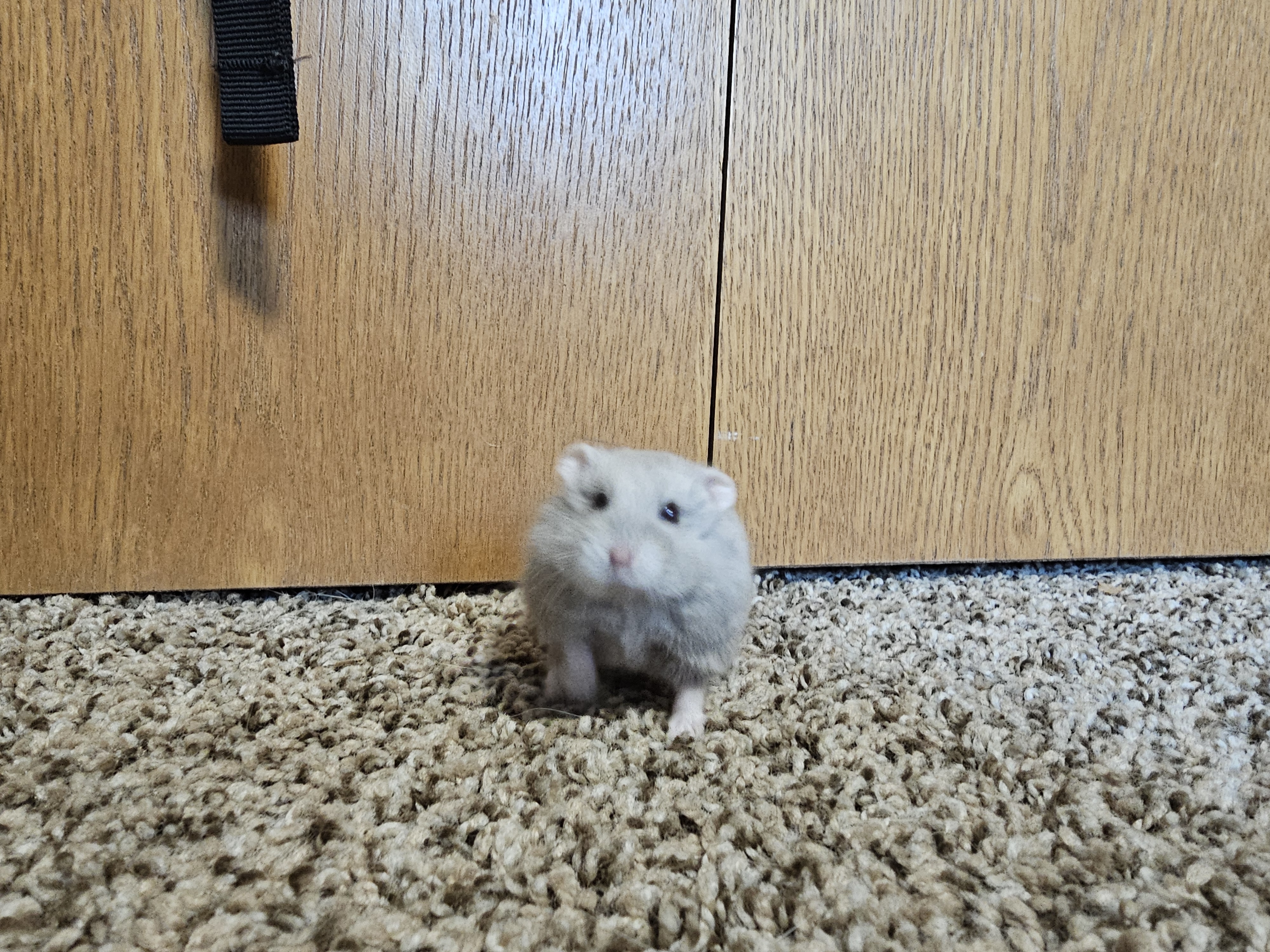 hamster picture 3