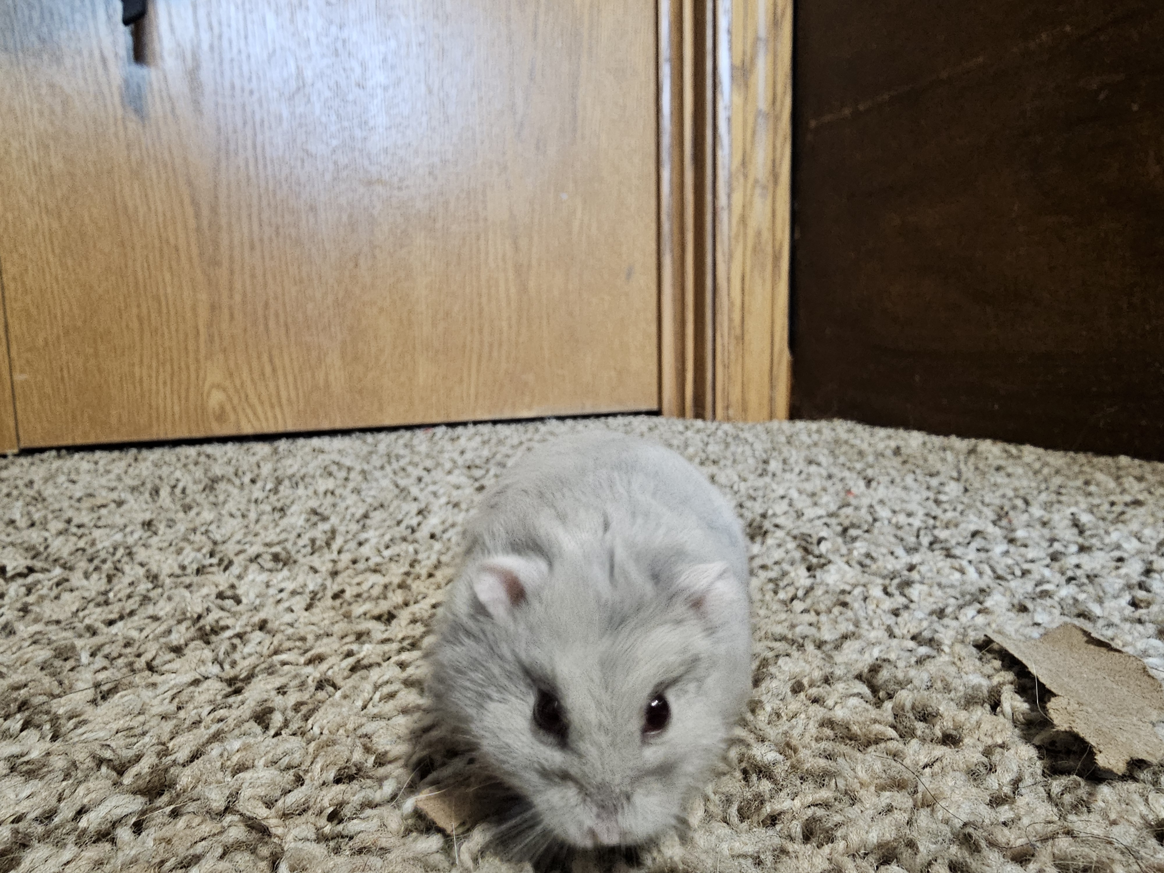 hamster picture 4