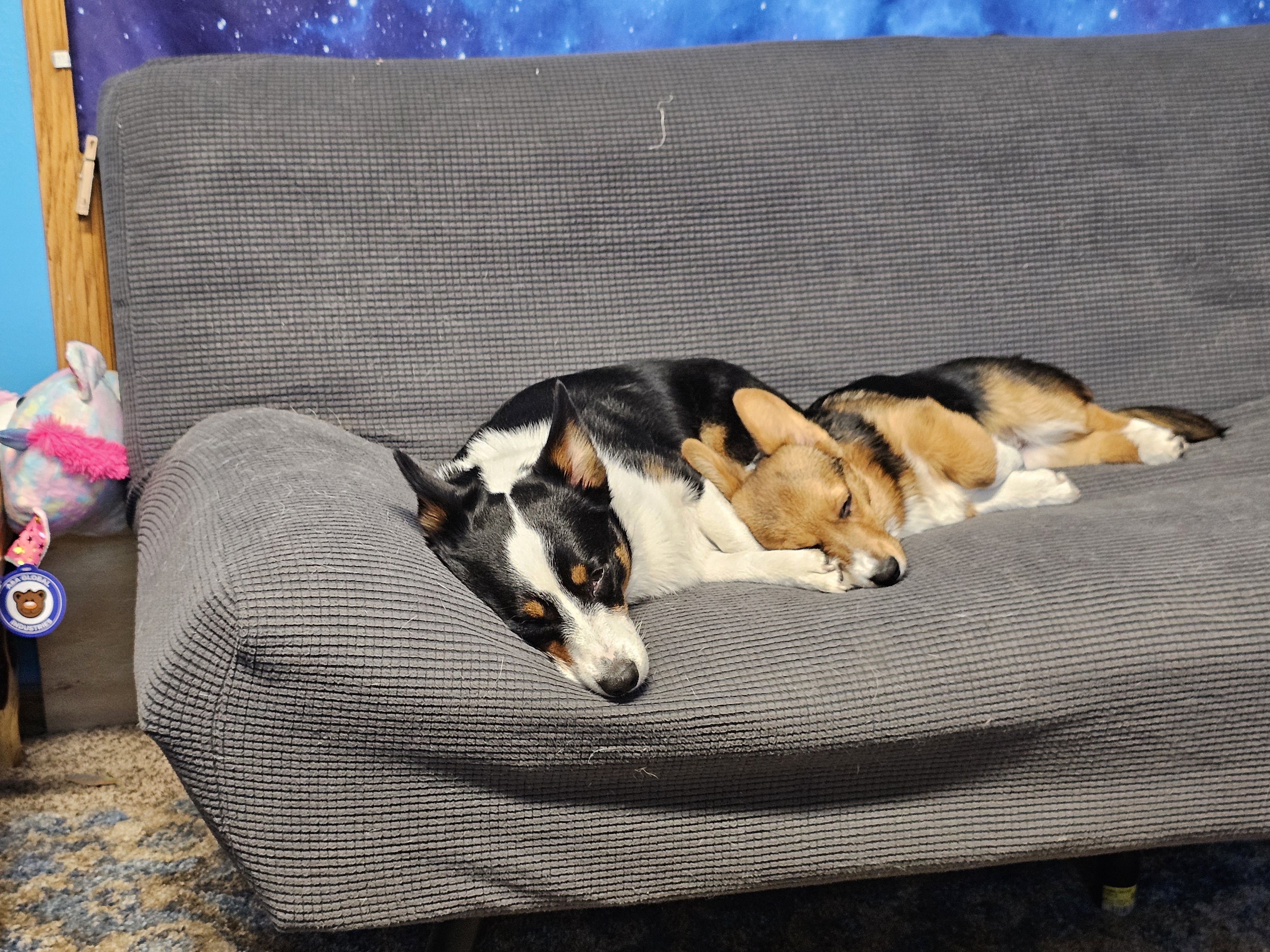 two corgis sleeping